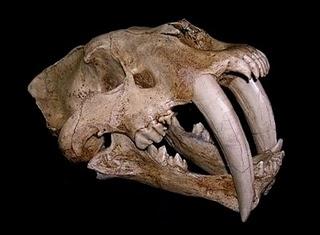 Smilodon