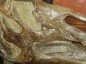 Cómo identificar fósiles dinosaurios