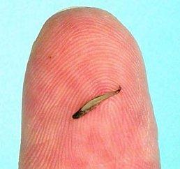 El vertebrado más pequeño del mundo