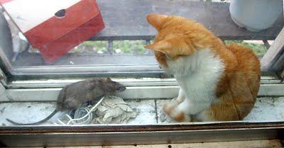 Amigo el ratón del gato...
