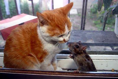 Amigo el ratón del gato...