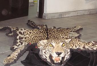 Pumas y jaguares, victimas del genocidio - Paperblog