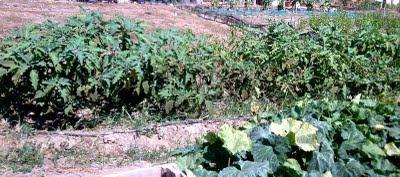 Huertas en la ciudad