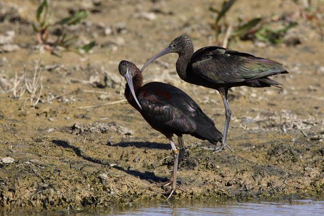 Morito común:el ibis que ha vuelto a las marismas