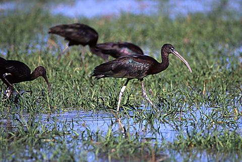 Morito común:el ibis que ha vuelto a las marismas