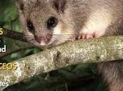 Cormorán moñudo Quercus