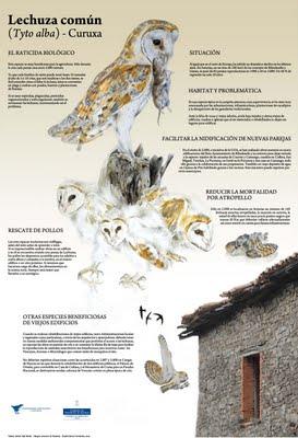 Mortalidad de lechuzas