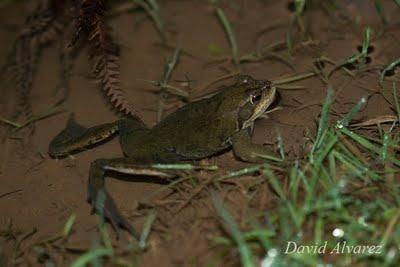 Temporada de ranas