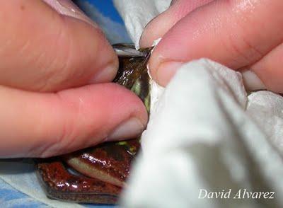 Marcaje de anfibios con microchips Marcaje de anfibios con microchips