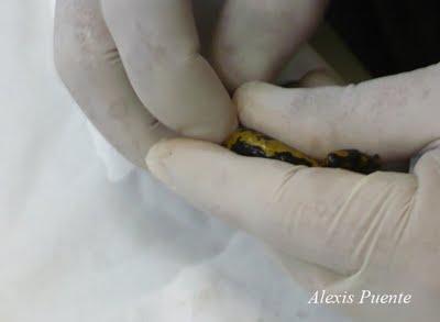 Marcaje de anfibios con microchips