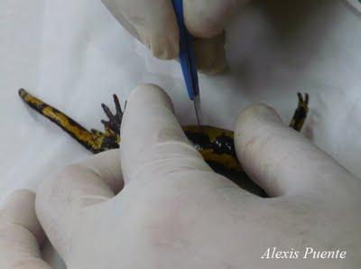 Marcaje de anfibios con microchips Marcaje de anfibios con microchips
