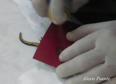 Marcaje de anfibios con microchips Marcaje de anfibios con microchips