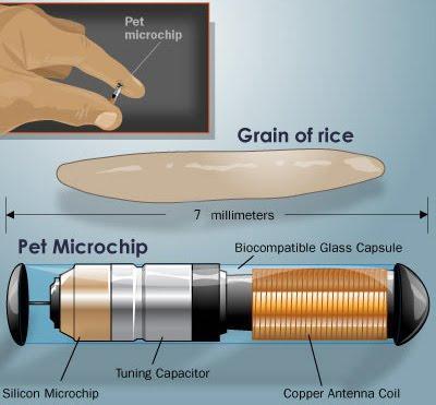 Marcaje de anfibios con microchips