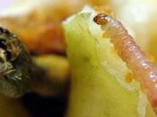 gusano manzana.