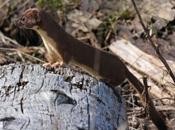 Herpestidae Mustelidae.