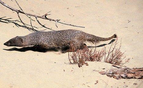 Meloncillo, representante de los herpéstidos.