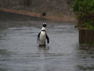 Una vuelta por el Cabo