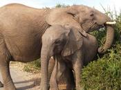 Parque Nacional Addo