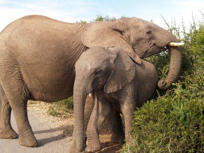 Parque Nacional Addo