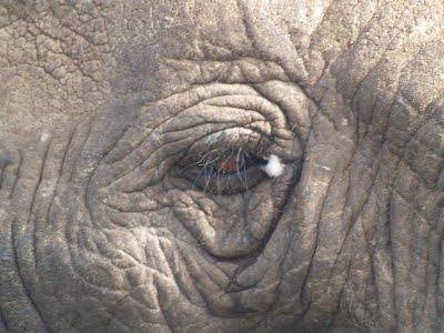 Parque Nacional Addo