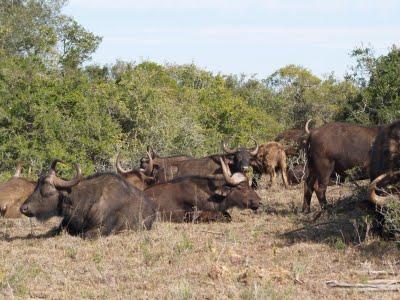 Parque Nacional Addo