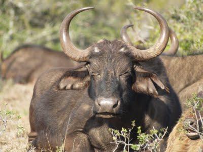 Parque Nacional Addo