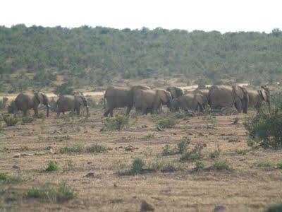 Parque Nacional Addo