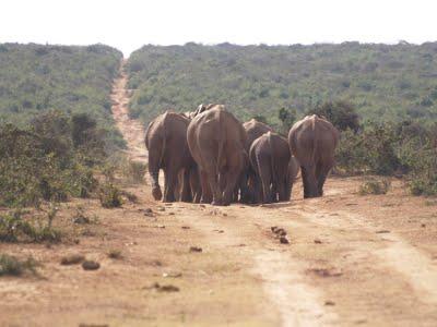 Parque Nacional Addo