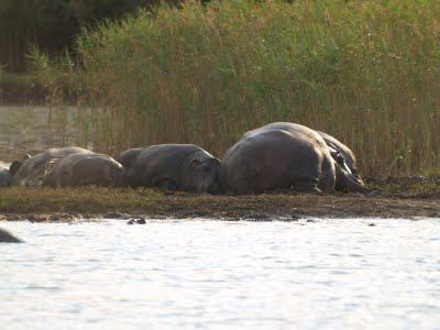 Entre hipopótamos en Santa Lucía