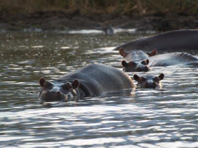 Entre hipopótamos en Santa Lucía