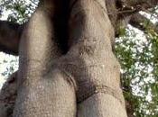Monsieur Baobab