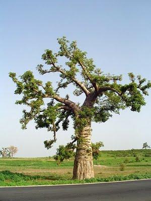 Opération Baobab