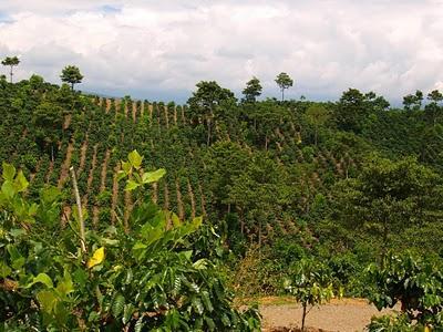 OROSI DE CARTAGO. 2º PARTE. COSTA RICA. EPISODIO DECIMOQUINTO