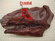 Cómo identificar fósiles de dinosaurios