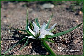Androcymbium gramineum ( Cav.) T.McBride = Androcymbium europaeum( Lange)K.Richter