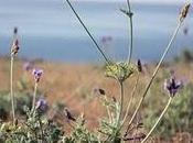 Lavandula multifida