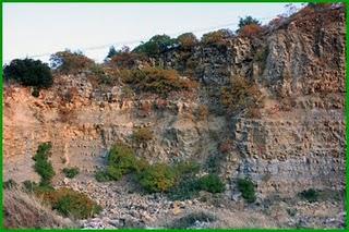El Zumaque, Rhus coriaria L. Un cultivo abandonado por el Sur de Córdoba.