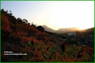 El Zumaque, Rhus coriaria L. Un cultivo abandonado por el Sur de Córdoba.