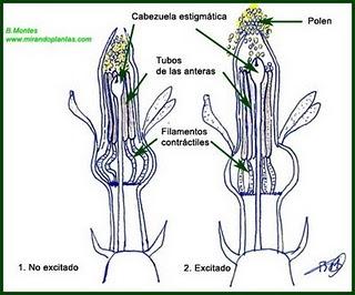 Centaurea pullata L. subsp pullata. Sobre la tigmonastia rápida, o no me toques que me excito.