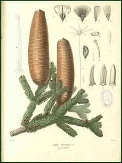 Abies pinsapo Boiss. Sobre el pinsapo, los pinsapares y su descubrimiento por  intrépidos botánicos.