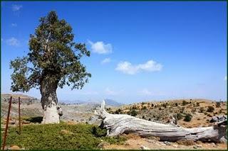 Quercus alpestris Boiss. Quejigo de montaña