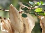 Colutea arborescens "Espantalobos"