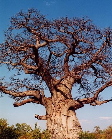 Baobob_tree