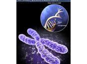 Cromosomas Bacterianos Artificiales