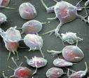 Plaquetas Artificiales o Nanoplaquetas