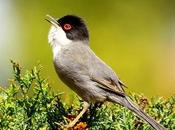 Curruca cabecinegra Sylvia melanocephala