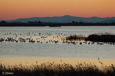 Observar aves en el Delta del Ebro