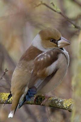 Picogordo - Coccothraustes coccothraustes