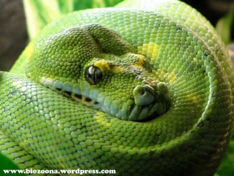 Para gustos, reptiles.