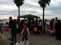 El día de San Antón